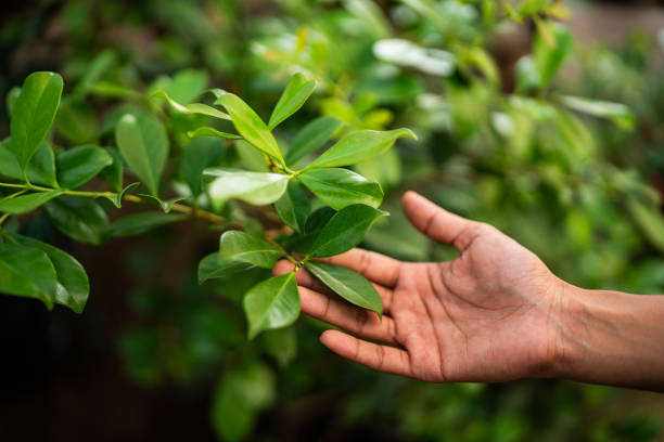 How Our Tree Care Process Works  in  Salisbury, NY