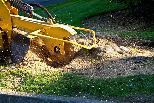 Leaf Removal in Salisbury, NY